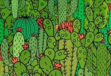 Teste de 30s: um sapo, uma cobra e uma tartaruga se escondem entre os cactos, consegue vê-los?