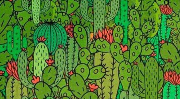Teste de 30s: um sapo, uma cobra e uma tartaruga se escondem entre os cactos, consegue vê-los?