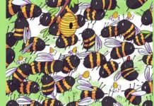 Teste: você consegue encontrar o urso camuflado entre as abelhas? Não seja daqueles que desistem!