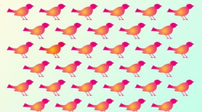 O incrível quebra-cabeça visual de diferentes pássaros que apenas 1 em cada 5 pessoas resolve. Encontre o “diferente”!