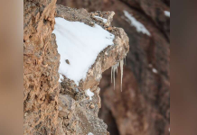 O novo desafio viral: você consegue encontrar o leopardo camuflado nesta foto?