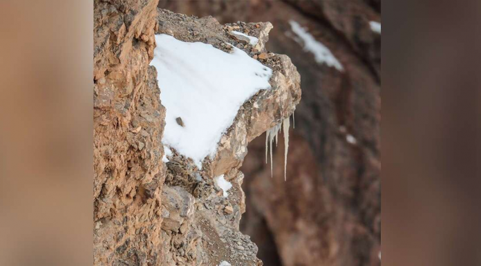 O novo desafio viral: você consegue encontrar o leopardo camuflado nesta foto?