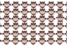 Desafio modo especialista: encontre a coruja distinta🧐