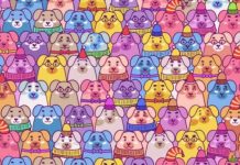 Você consegue encontrar um fofo porquinho entre os cães? você tem alguns segundos.