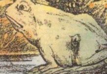 Apenas algumas pessoas podem ver o cavalo nesta foto – você é uma dessas pessoas especiais?Então, sapo ou cavalo?