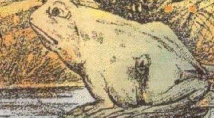 Apenas algumas pessoas podem ver o cavalo nesta foto – você é uma dessas pessoas especiais?Então, sapo ou cavalo?