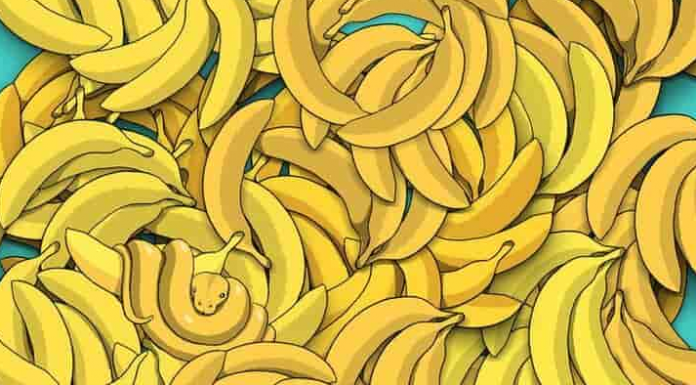 O teste visual de 5 segundos: Encontre a cobra escondida entre as bananas.