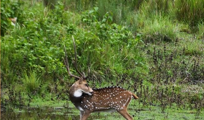 Saiba se é um bom observador: Você pode encontrar o caçador e sua presa na imagem?