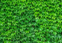 O teste visual super difícil: Encontre o sapo camuflado entre as folhas.