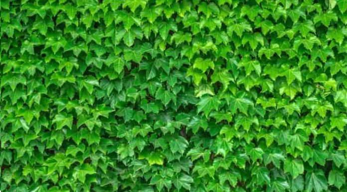 O teste visual super difícil: Encontre o sapo camuflado entre as folhas.