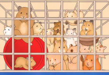 São 10 imagens: forcem os olhos e ativem o cérebro para ver o COELHO na imagem 1. Habilita-se?