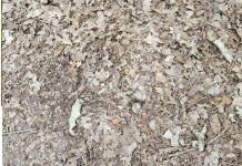 Desafio visual extremo apenas para especialistas: encontre a cobra camuflada nas folhas.