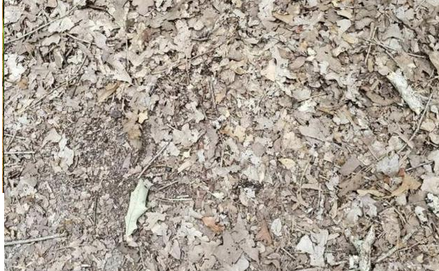 Desafio visual extremo apenas para especialistas: encontre a cobra camuflada nas folhas.