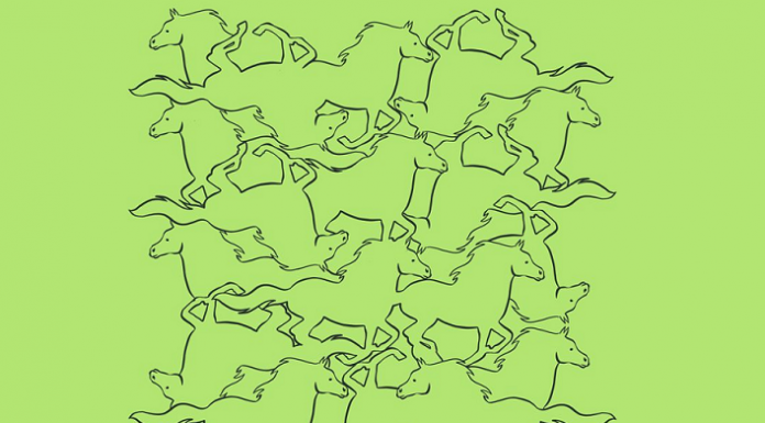 Teste sua habilidade visual encontrando os animais que estão completos na imagem. São 8 imagens!