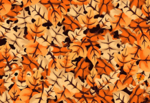 Abra bem os olhos: Vemos as folhas outonais mas, e o tigre escondido! Você vê?