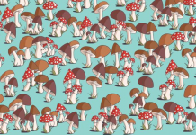 Desafio viral: olhe para a imagem e tente descobrir onde o mouse(rato)está se escondendo!