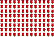 Desafio: com que rapidez você consegue encontrar a rosa diferente na foto?