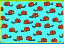 Teste: Desafie a sua visão e descubra onde está escondido o animal intruso. São 8 imagens.