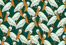 Desafio visual: encontre o diferente pelicano em 20s!