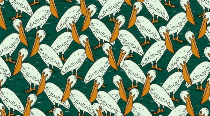 Desafio visual: encontre o diferente pelicano em 20s!