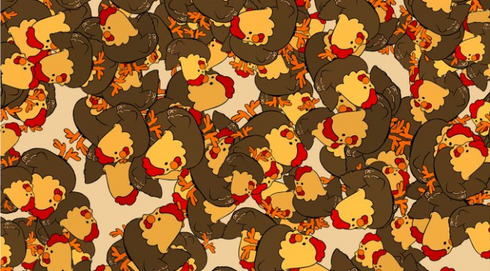 Dona Galinha perdeu o seu pintinho na granja, vamos achá-lo para ela?