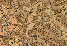 Um gatinho lindo se escondeu neste mar de chihuahuas, duvidamos que consiga saber onde ele está?