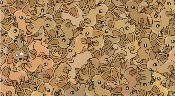 Um gatinho lindo se escondeu neste mar de chihuahuas, duvidamos que consiga saber onde ele está?