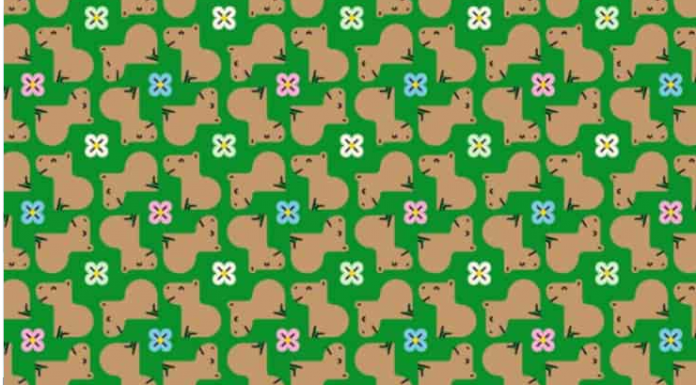 O teste das capivaras: você consegue encontrar as duas diferentes de todas as outras?