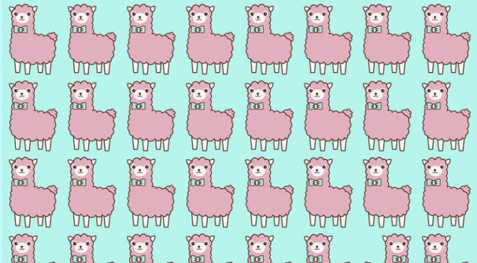 Use seu foco e o poder de observação: ache a ovelha “ímpar”!👀