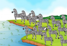 Enigma visual: encontre as 3 diferentes zebras em menos de 15s!