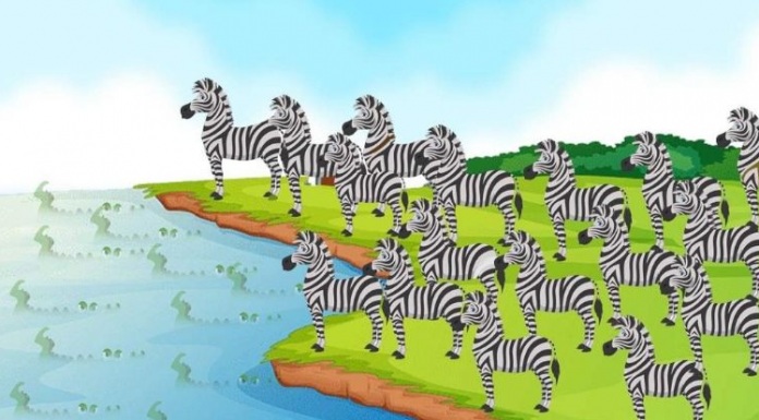 Enigma visual: encontre as 3 diferentes zebras em menos de 15s!