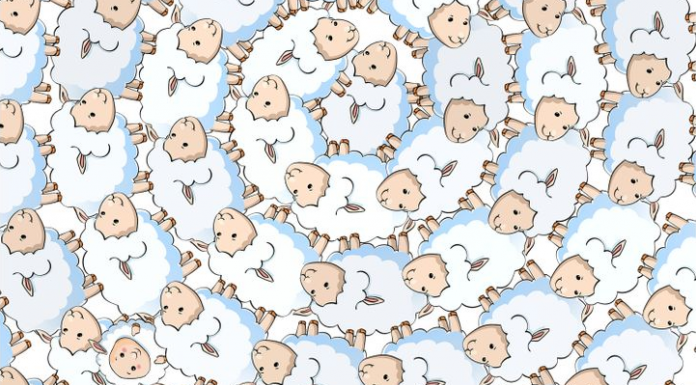 A Dona Ovelha descuidou e perdeu seu filhote, vamos ajudá-la a encontrar seu bebê?