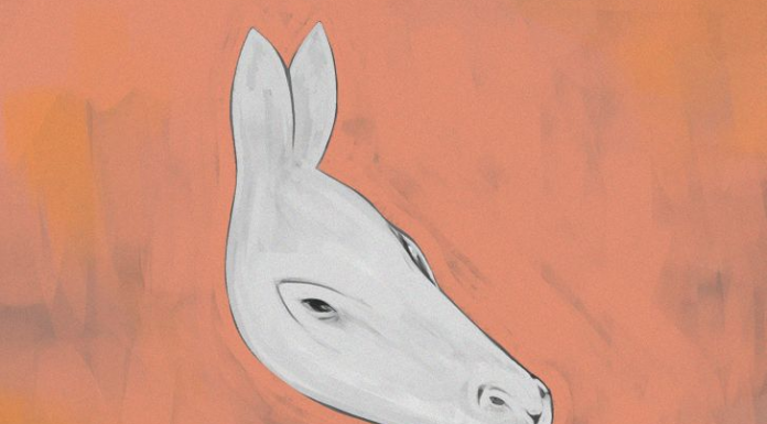 Conheça aspectos do seu jeito de ser a partir do que você vê: burro ou foca?