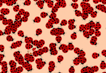 Desafio visual: Com as joaninhas tem um pintinho bem curioso, onde ele está?