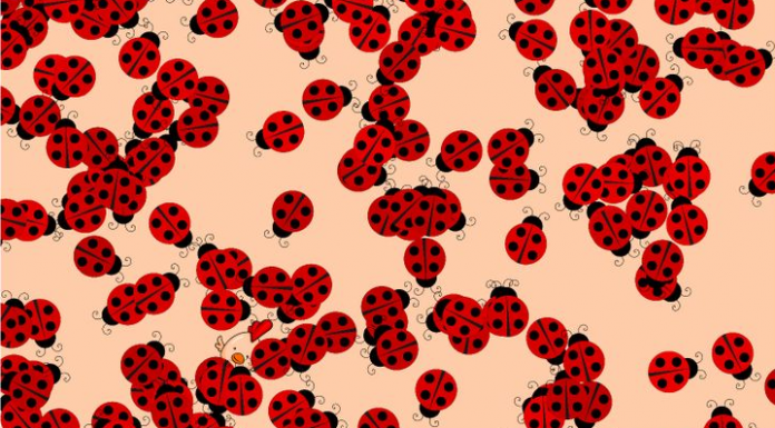 Desafio visual: Com as joaninhas tem um pintinho bem curioso, onde ele está?