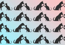 Teste dos 10 enigmas: Encontre a sombra “ímpar” em cada imagem.