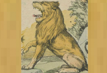 Desafio visual apenas para especialistas: Você pode encontrar os dois ratos?