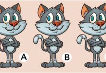 Como está sua atenção hoje?Consegue encontrar a diferença entre os gatinhos fofos.