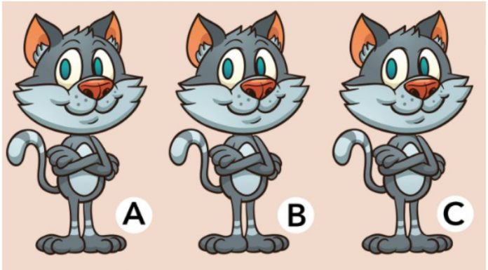 Como está sua atenção hoje?Consegue encontrar a diferença entre os gatinhos fofos.