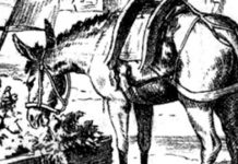 Burrico visualizado! Mas, você consegue ver onde o dono está na foto?