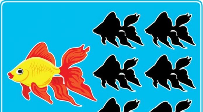 10 desafios visuais para exercitar o cérebro: Você consegue encontrar a sombra correta do peixe na imagem 1?