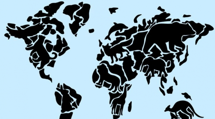 O animal que você vê primeiro revela sua personalidade