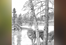 O desafio dos lobos: na imagem há mais que 2. Você pode encontrá-los?