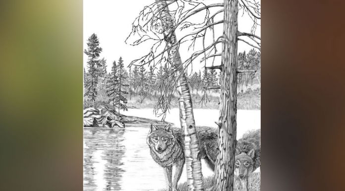 O desafio dos lobos: na imagem há mais que 2. Você pode encontrá-los?