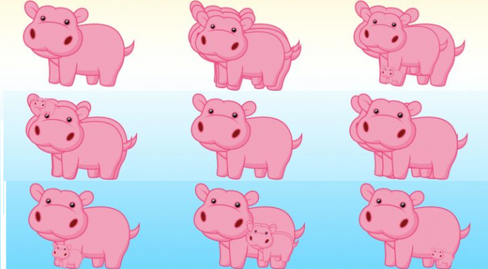 Teste: O número de hipopótamos que você vê nesta imagem revelará algo interessante sobre você