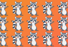 Use seus olhos de águia: Onde está o guaxinim?