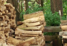 6 Enigmas para os mais observadores: Encontre o gato na imagem 1!