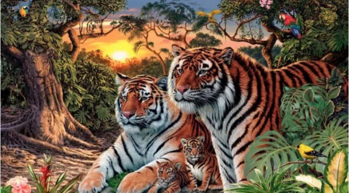 Quantos tigres você pode encontrar nesta foto? Seu QI pode ser avaliado.