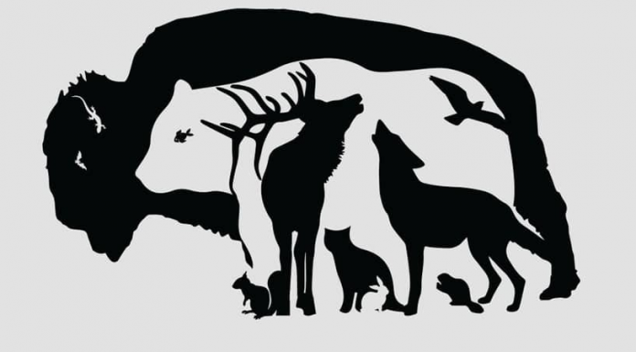 Tente ser Sherlock Holmes: Quantos animais você vê?