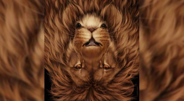 Leão ou Rato? A primeira coisa que seus olhos verão dirá muito sobre sua inteligência emocional: Qual você viu primeiro?